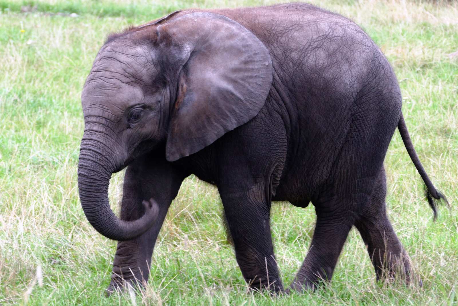A young African elephant walking through green grassland with its trunk curled and ears spread