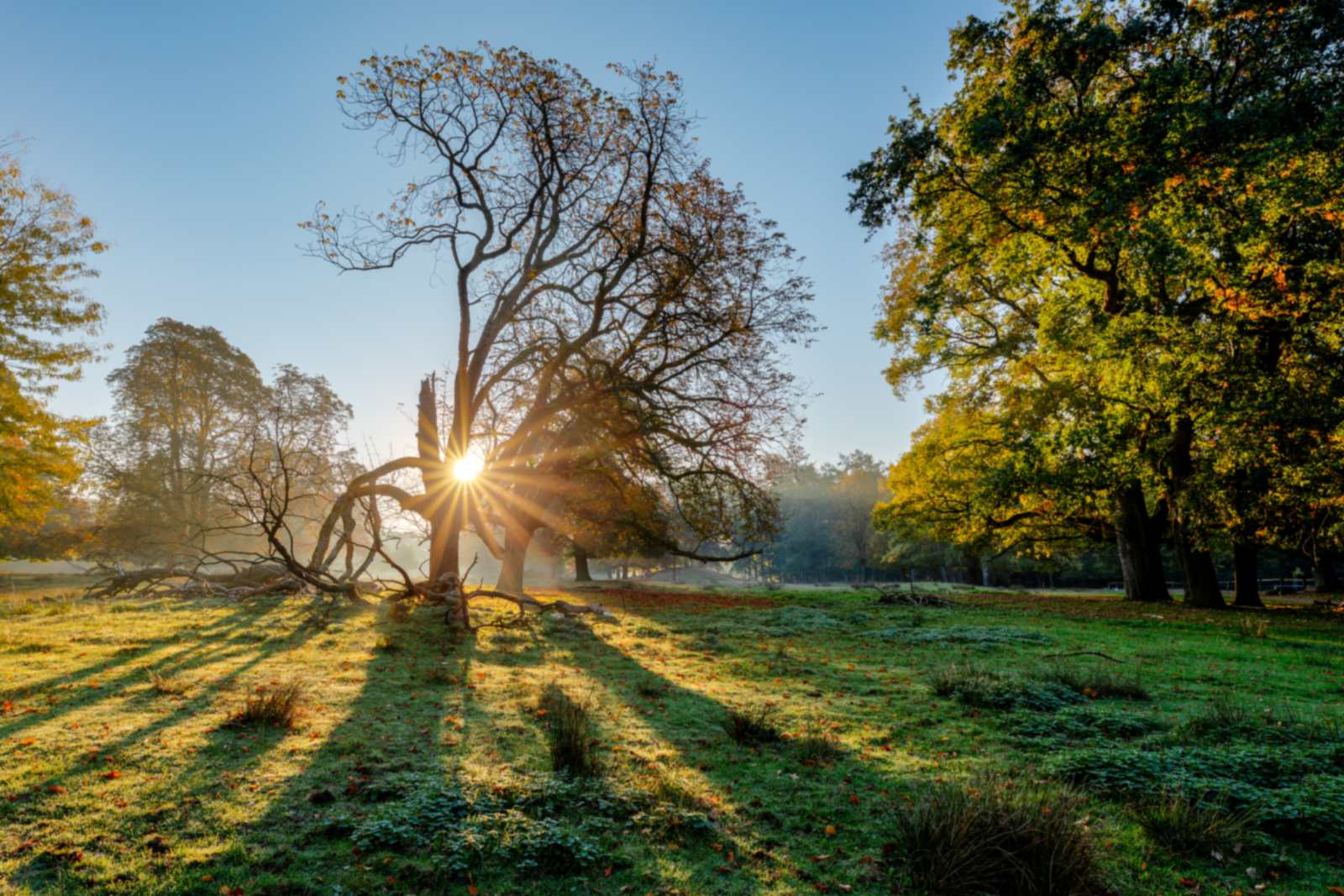 Morning sun bursting through the branches of a large oak tree in a green woodland clearing in Dülmen, Germany