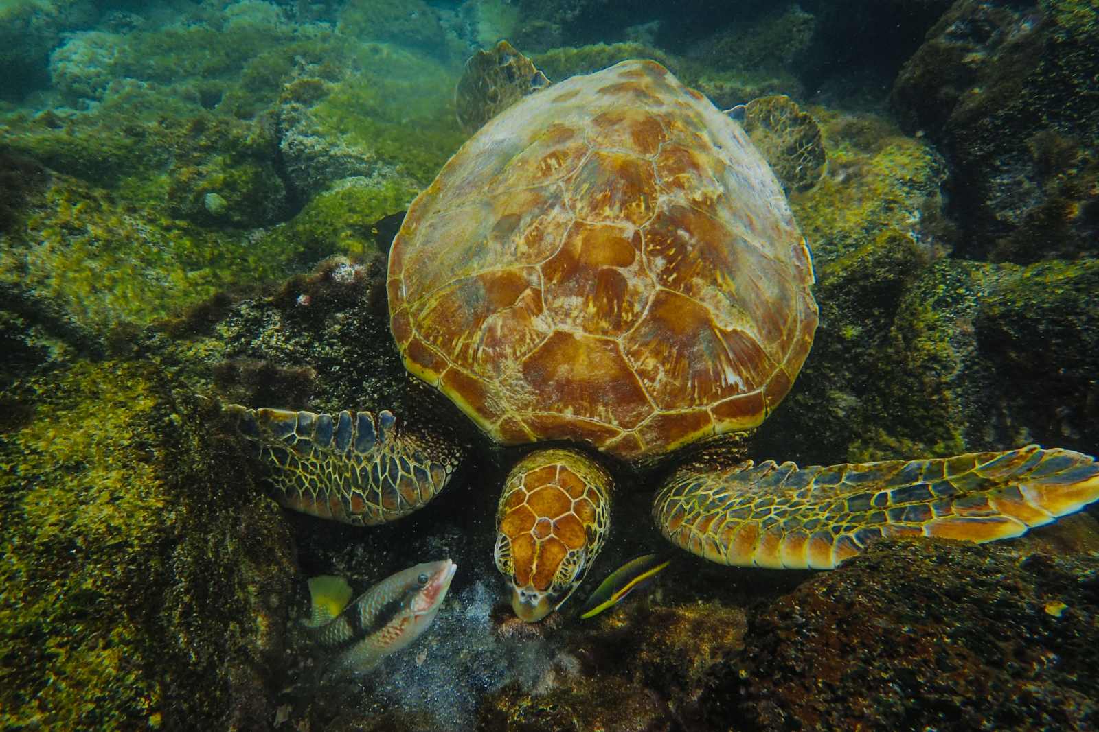 A green sea turtle seen from above as it swims over a rocky coral reef with small fish nearby