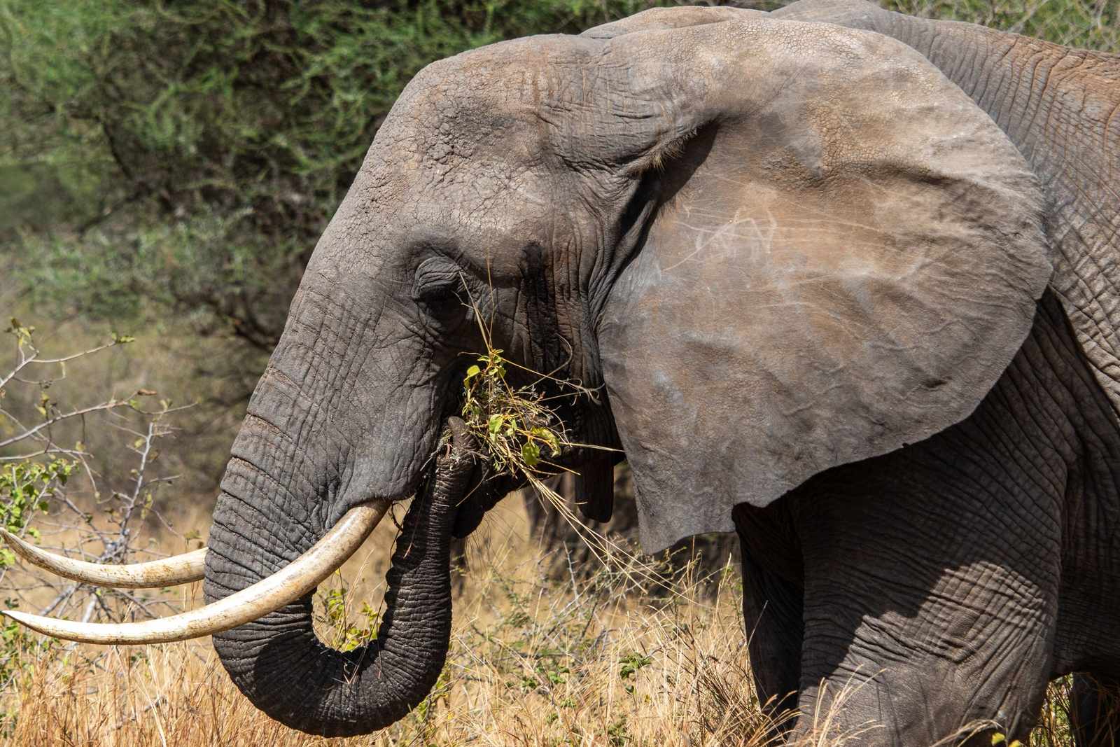 Close-up portrait of an African elephant with long curved tusks feeding on dry savanna shrubs.