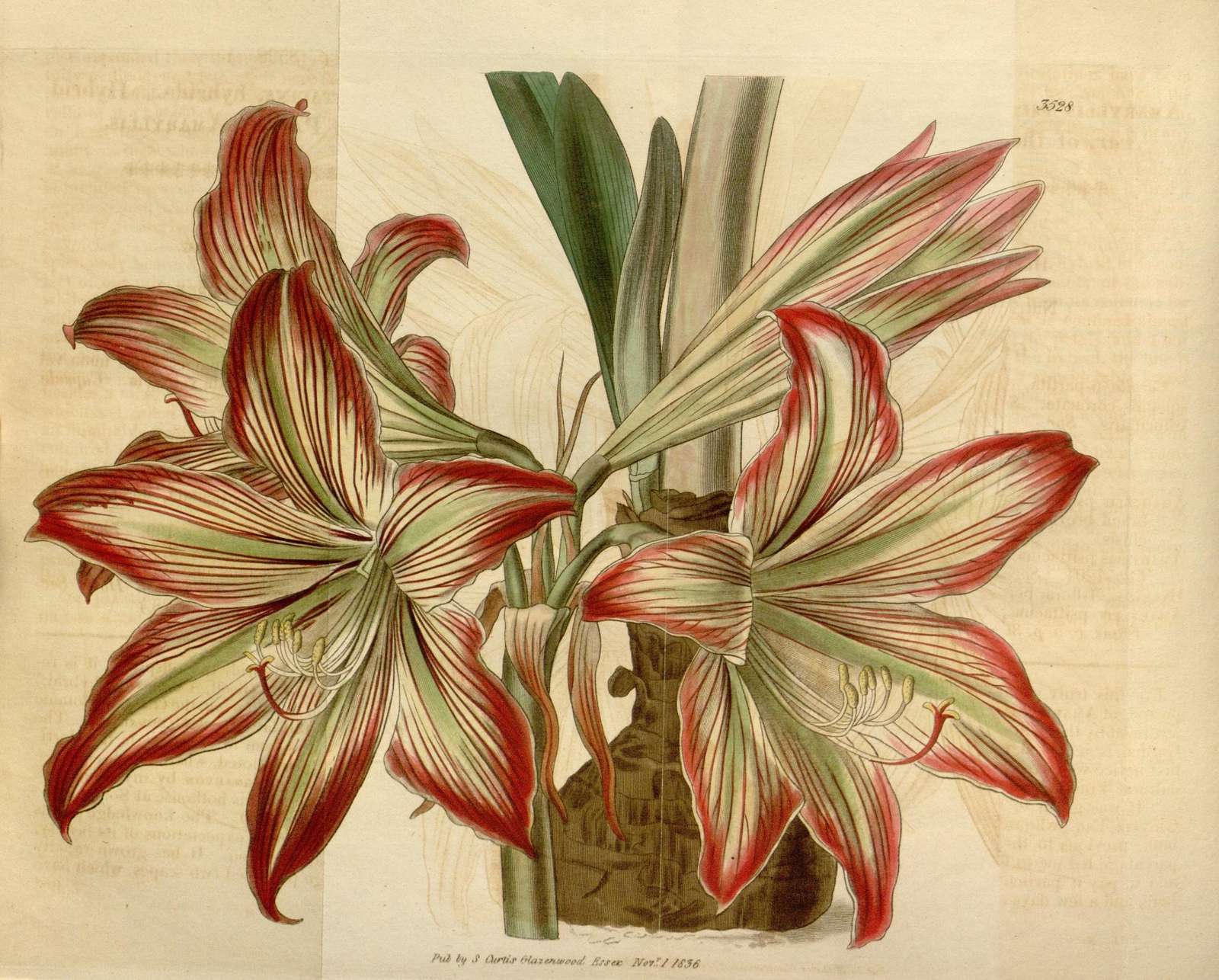 Vintage botanical plate artwork