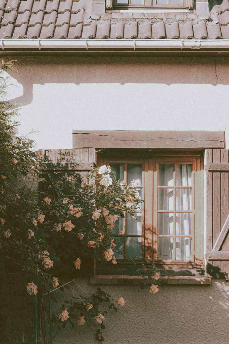 Cottage window with wooden shutters and a climbing rose bush in bloom