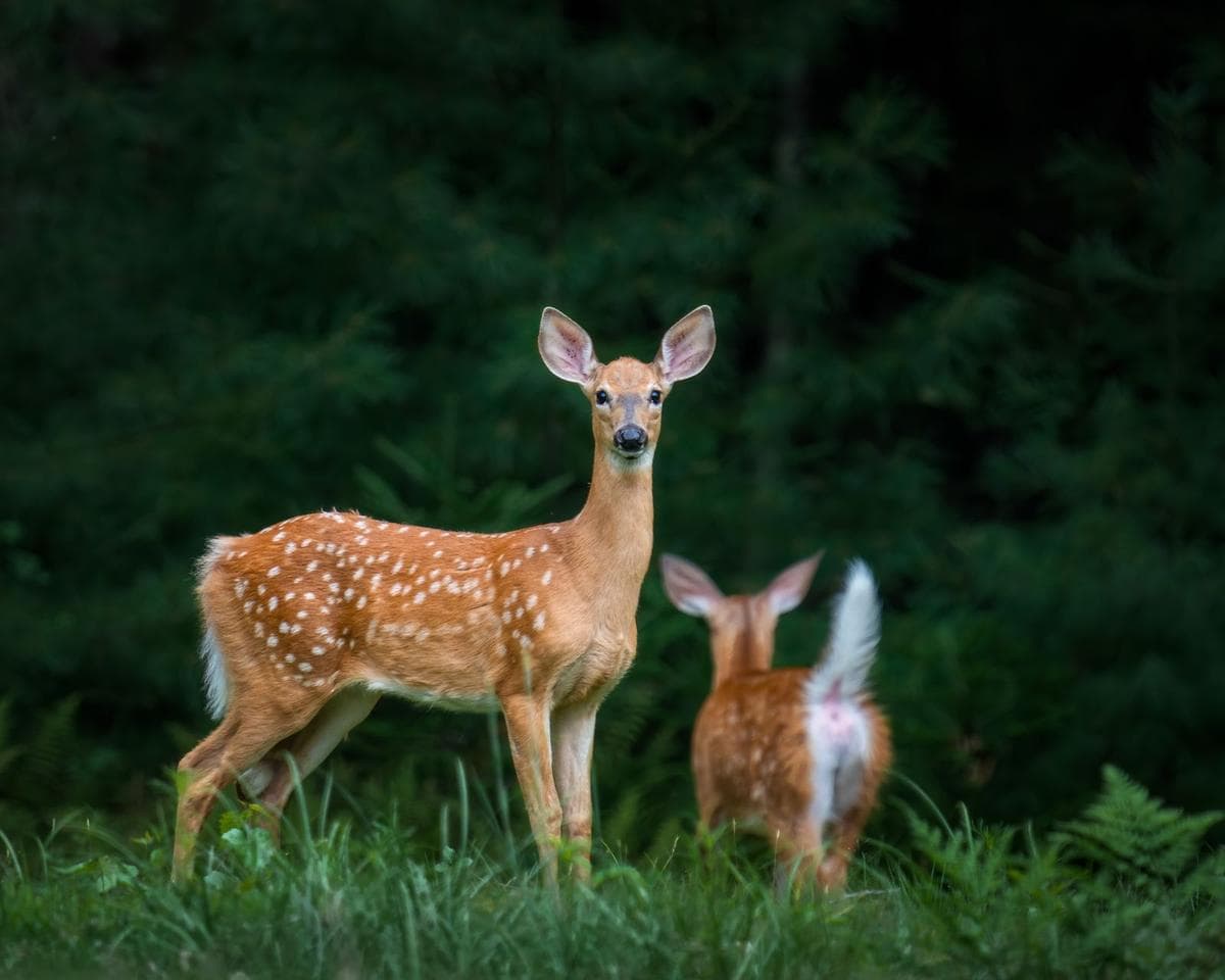 Two spotted white-tailed deer standing in a green forest clearing