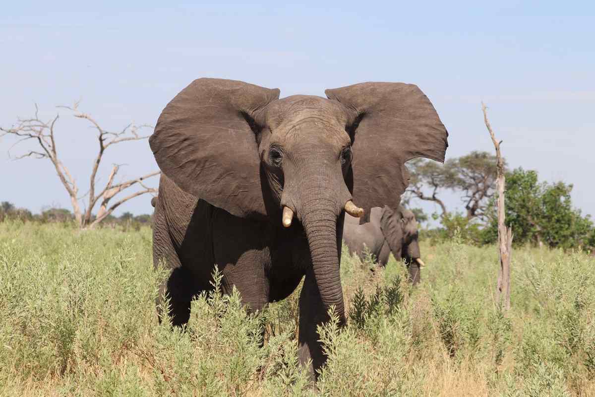 African elephant facing the camera while standing in tall savannah grass