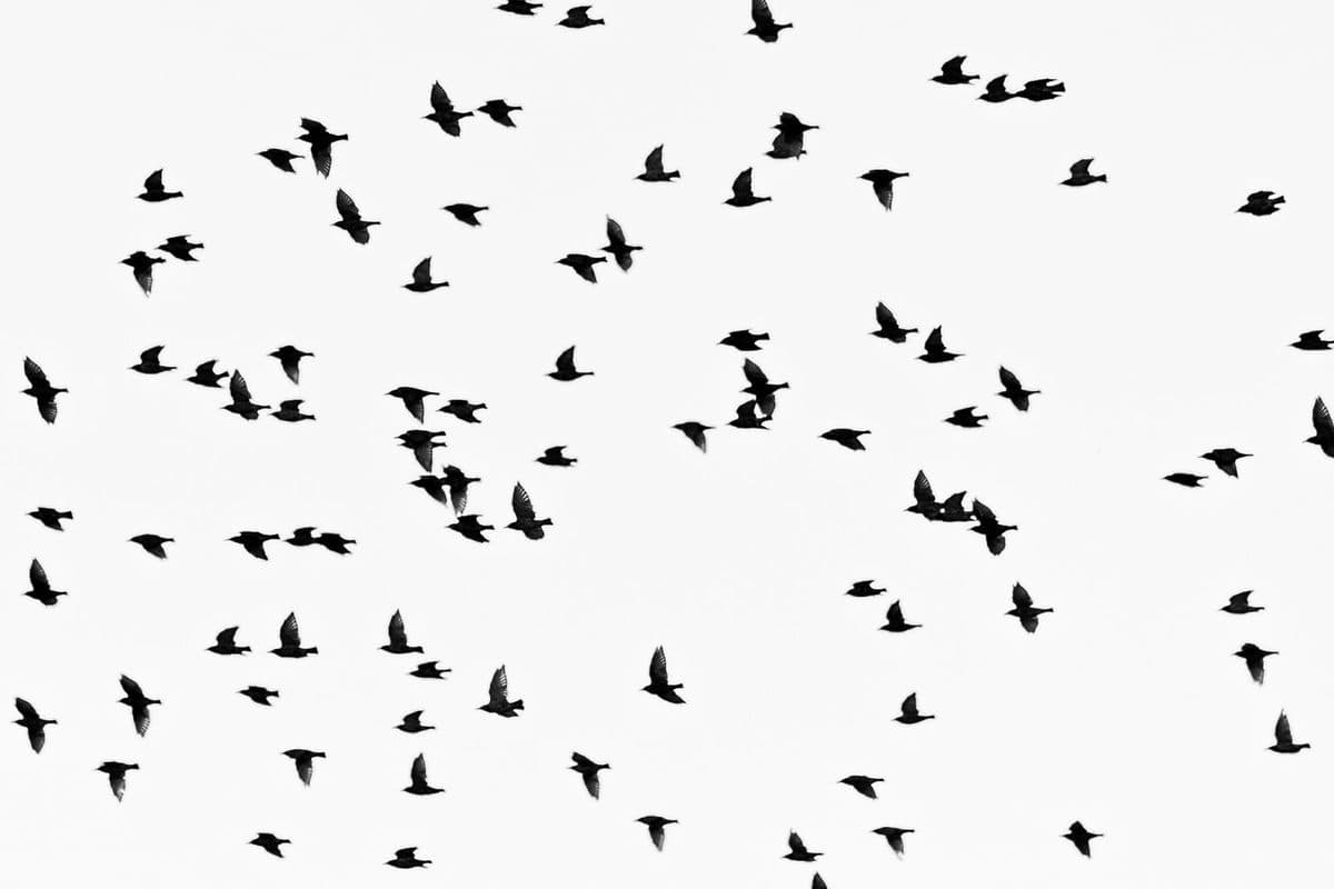 Black-and-white photograph of a flock of birds in flight against a pale sky