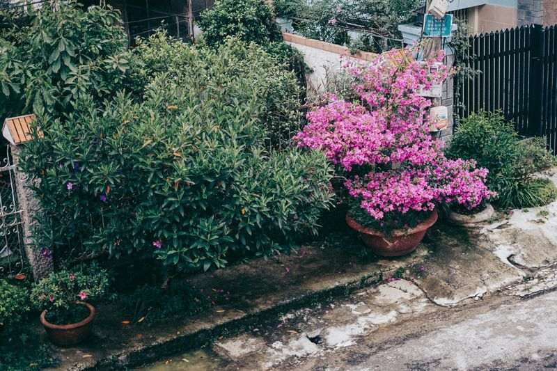 Garden photograph of pink bougainvillea in a terracotta pot beside lush green shrubs along a path