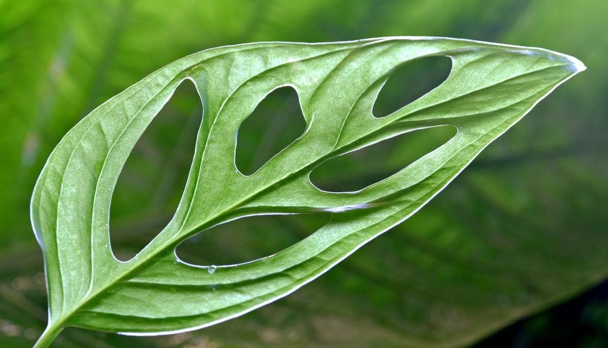 Close-up of a green monstera leaf with natural holes against blurred foliage