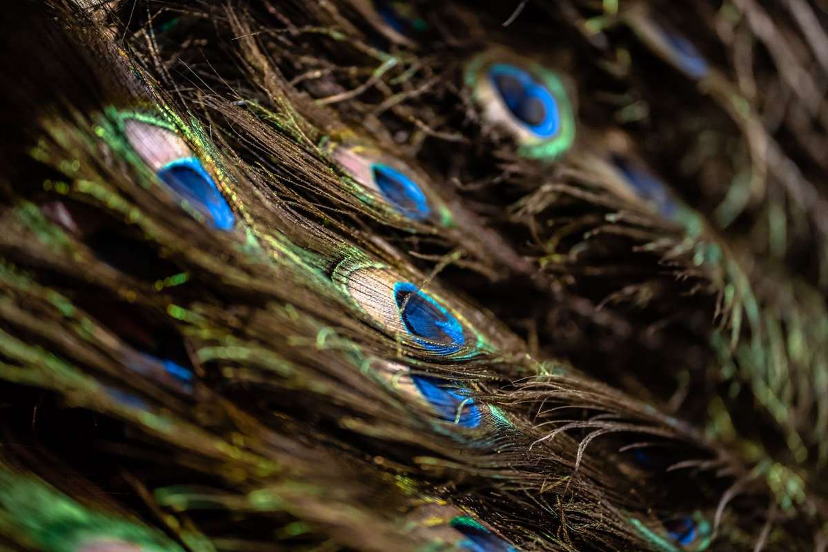 Close-up of peacock tail feathers showing iridescent blue and green eyespots