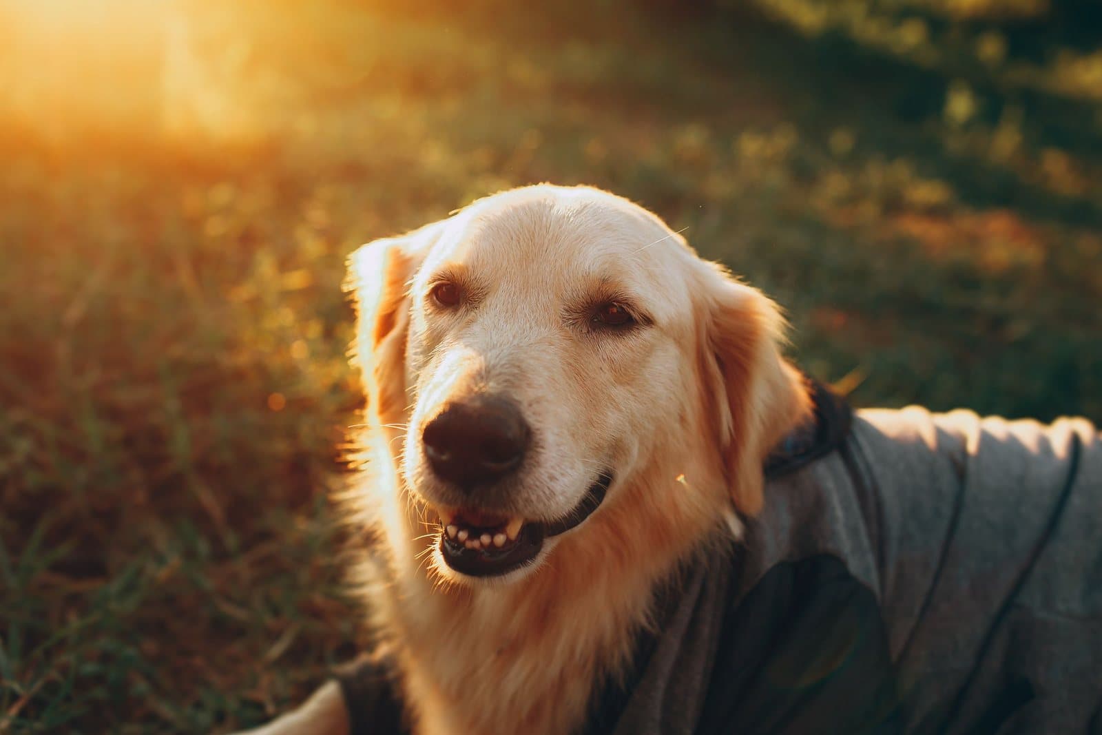 Close-up portrait of a golden retriever lying in grass in warm evening light.