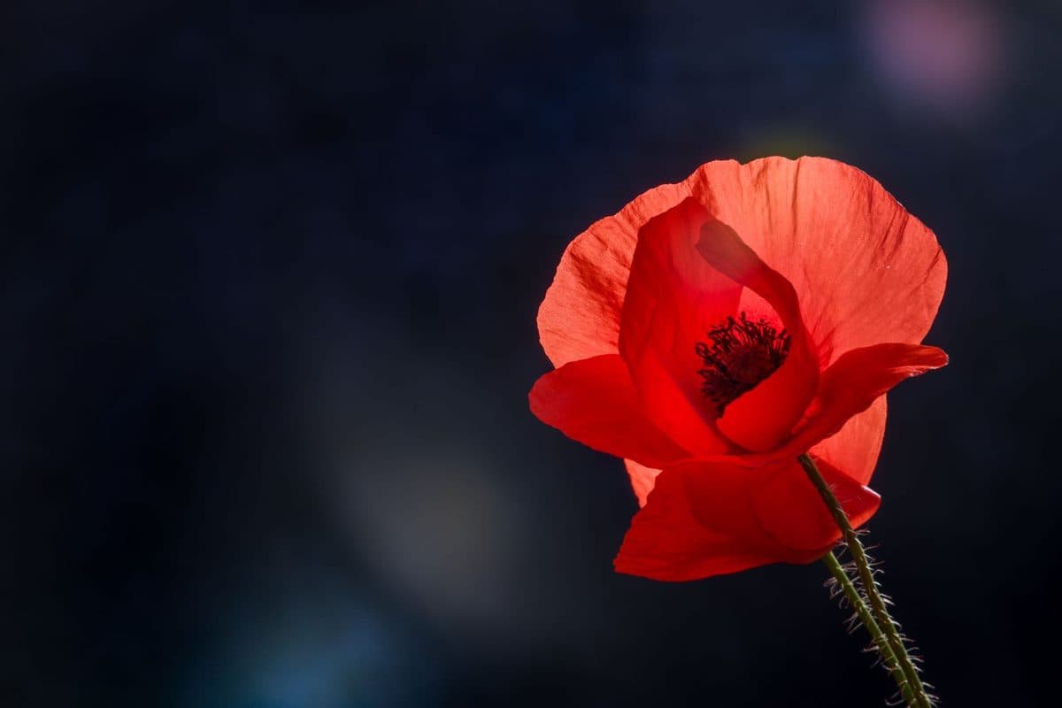 Single red poppy flower on its stem backlit against a dark background