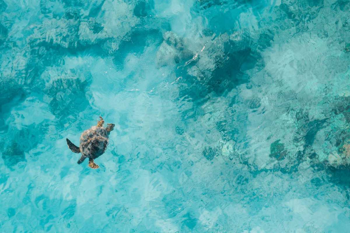 A sea turtle seen from above swimming in clear turquoise water over a reef